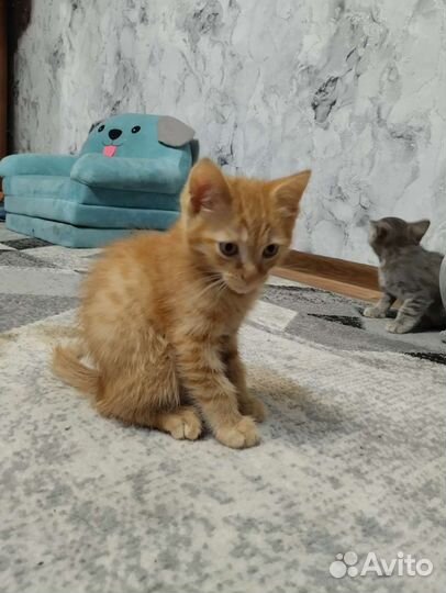 Рыжий котенок