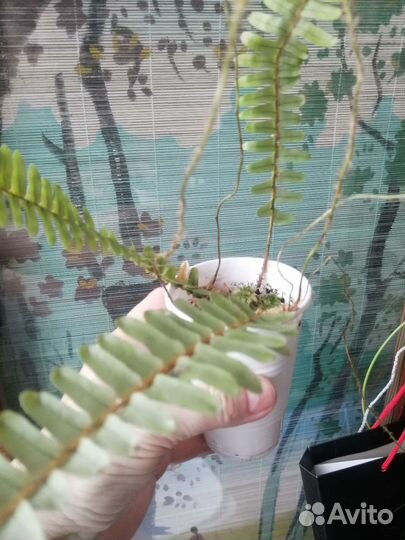 Папоротник нефролепис