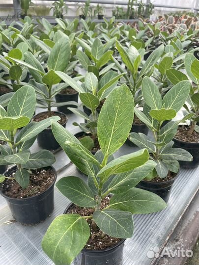 Фикусы большой выбор