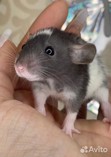 Дамбо крысы, крысята, крыса. Питомник