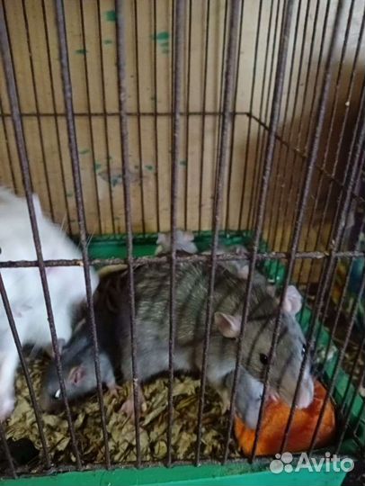 Крыса дамбо