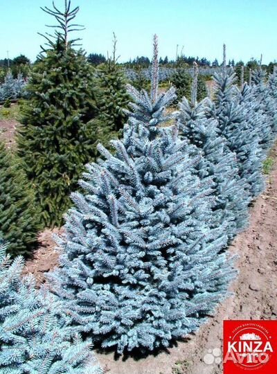Ель голубая с гарантией