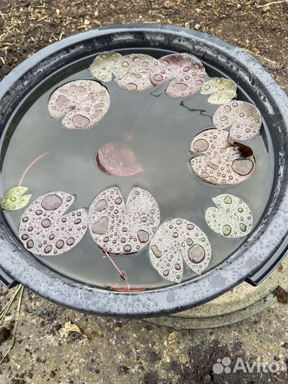 Нимфеи для пруда