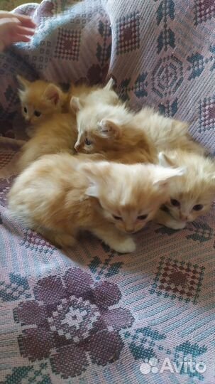 Рыжие котята