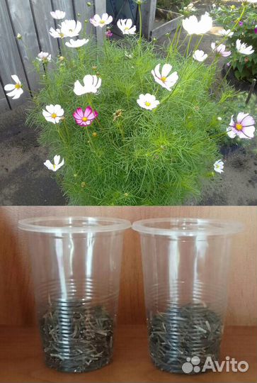 Семена цветов(сбор 2022)