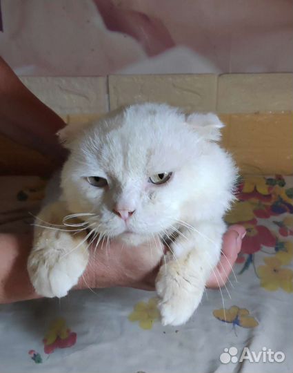 Добрые руки