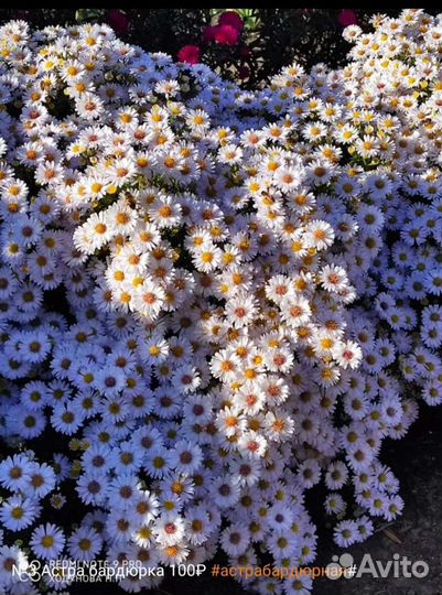 Сентябрина