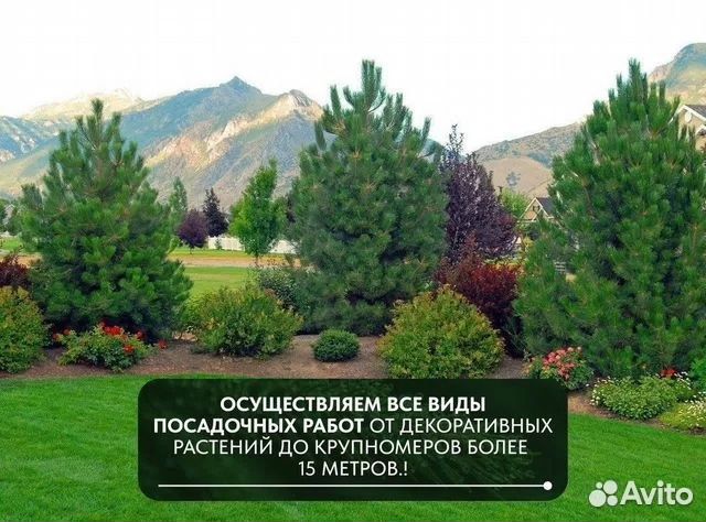 Сосна обыкновенная