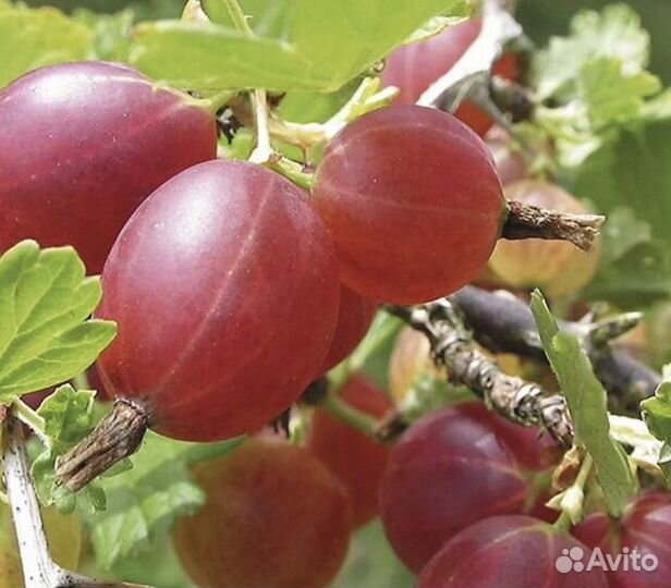 Крыжовник различных сортов