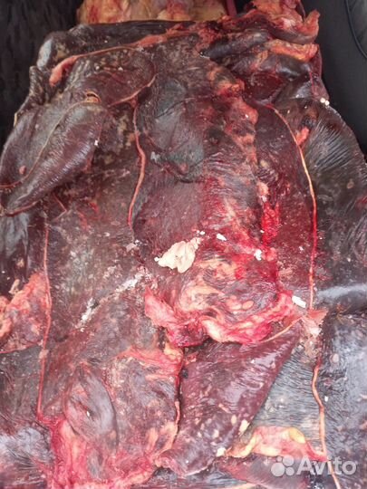 Мясо говядина для собак