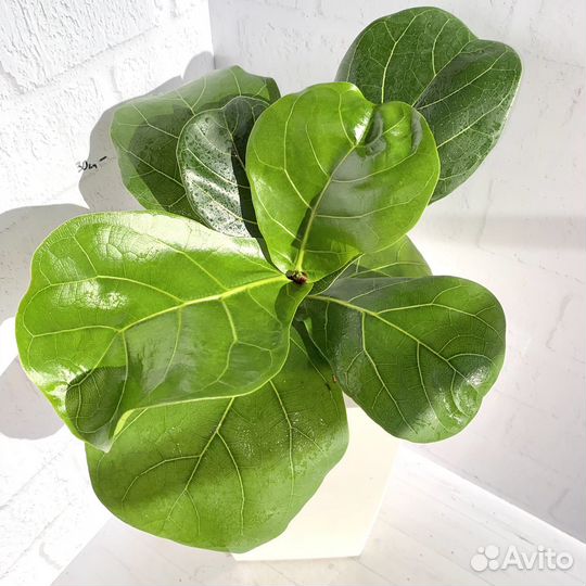 Фикус лирата колумнарис