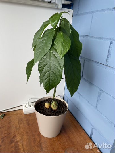 Авокадо переплетенное