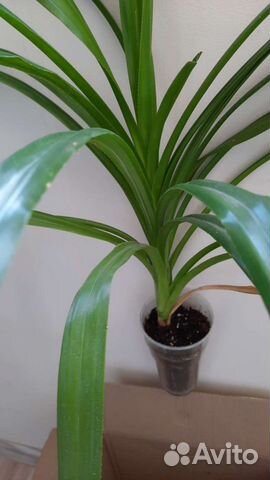 Пальма панданус