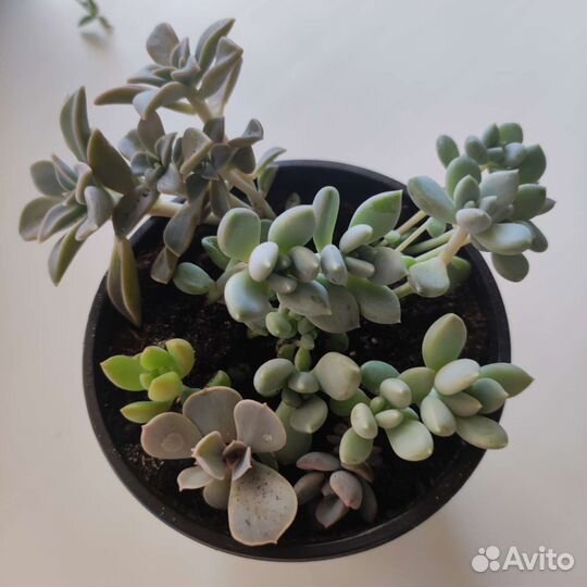 Суккуленты микс
