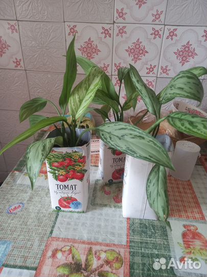 Домашние растения