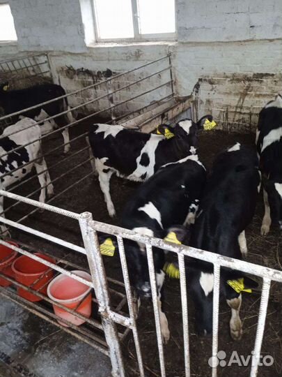 Бычки на откорм, на племя, телки