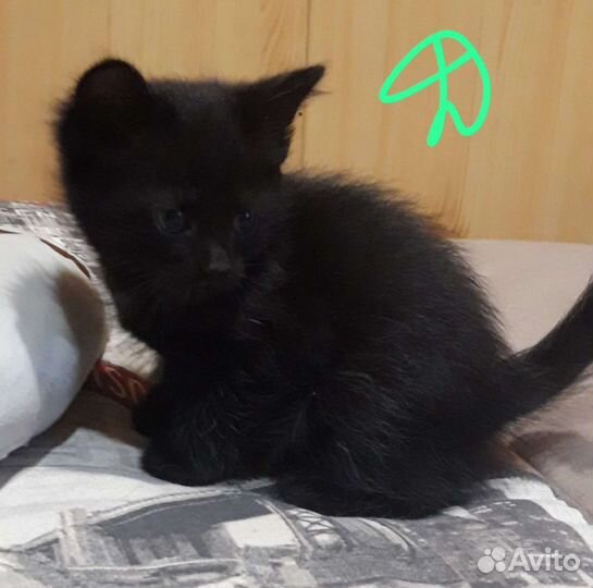 Котятки ищут дом