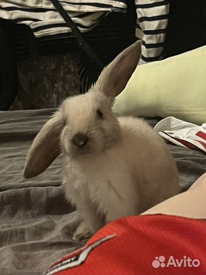 Вязка кроликов