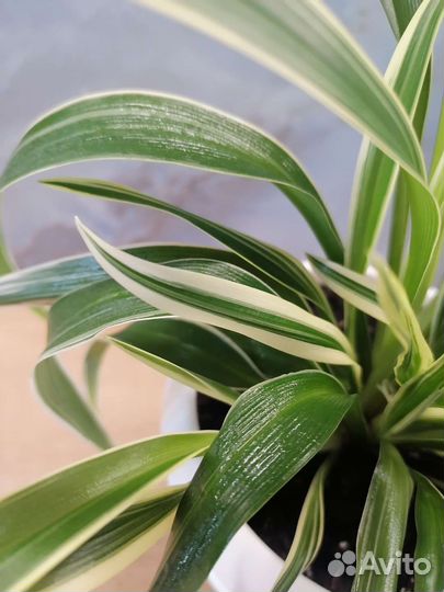 Хлорофитум Лаксум