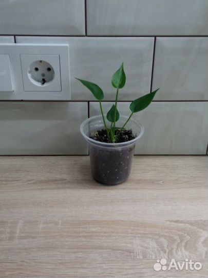 Антуриум белый, красный, розовый, Лилли