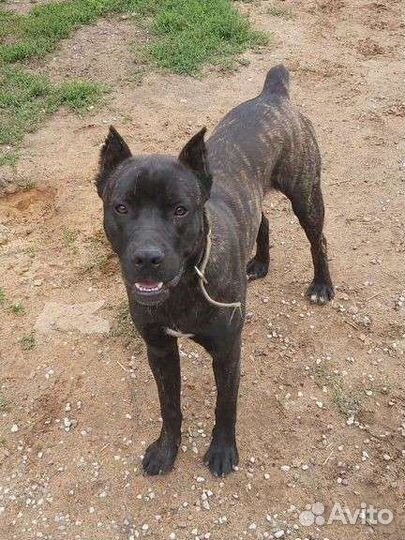 Собаки щенки