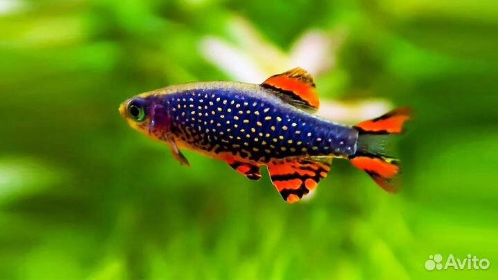 Микрорасбора Галактика (арт 2032)