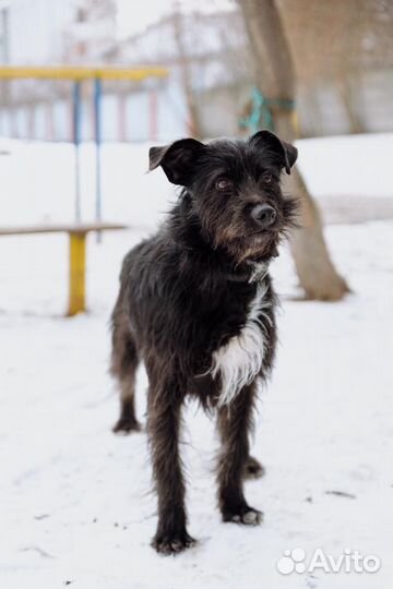 Барон - самый дружелюбный пес на свете ищет дом