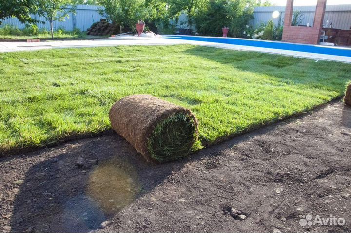 Газон под ключ, газон рулонный