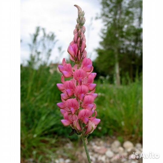 Семена Эспарцета песчаного