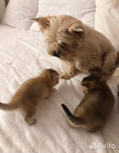 Золотые котята