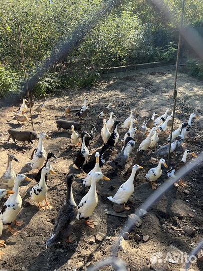 Утаки индийский бегунок