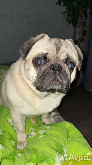 Мопс вязка мальчик