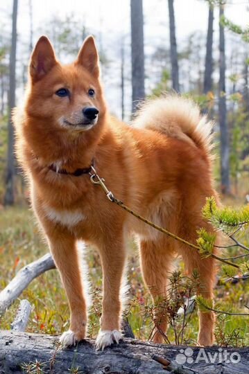 Перевозка животных,отлов собак и кошек