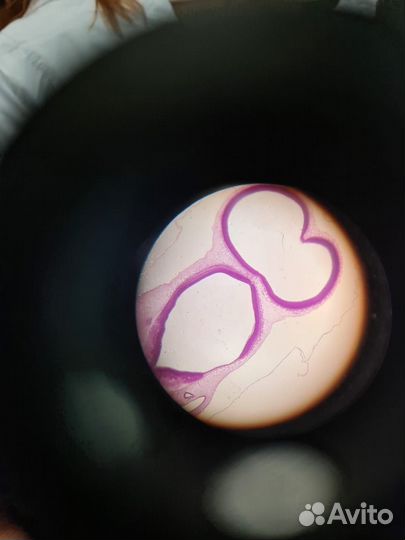 Репетитор по биологии