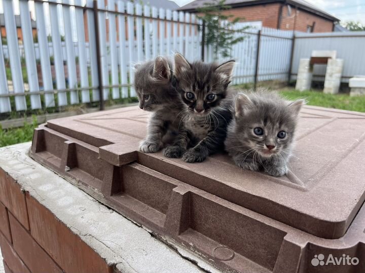 Котята в добрые руки