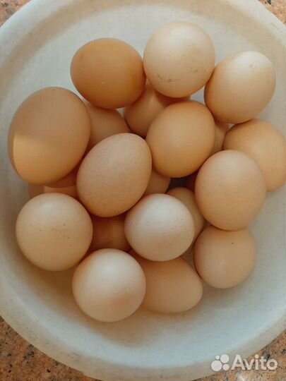 Домашние куриные яйца