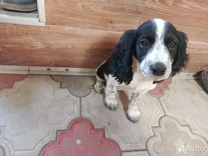 Русский спаниель