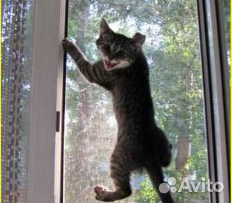 Антикот-Антикошка