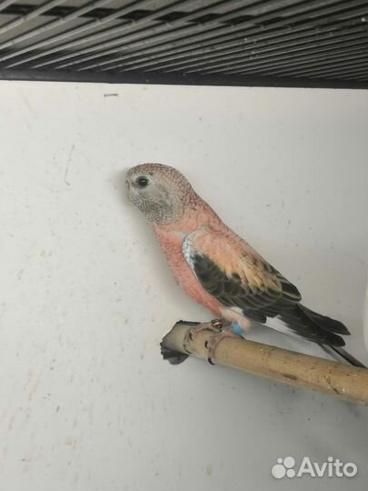 Розовобрюхие попугайчики Боурка