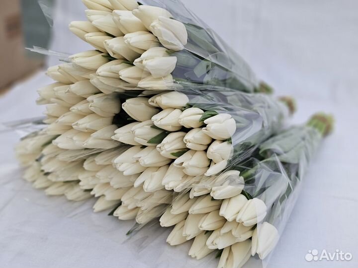 Тюльпаны оптом