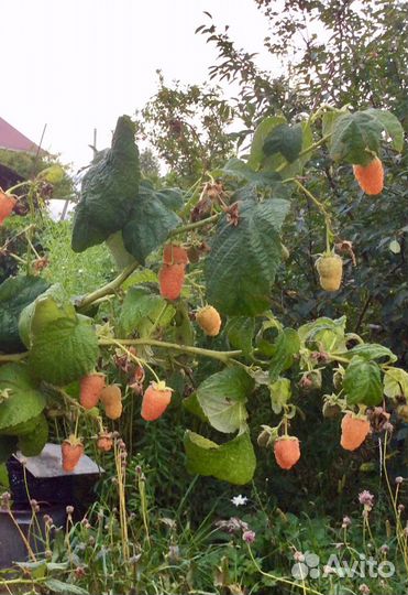 Саженцы (разные