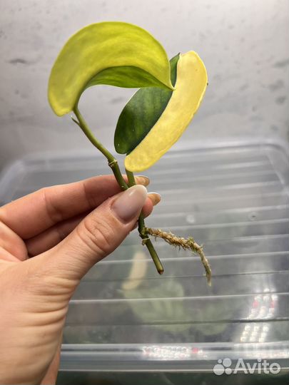 Сциндапсус жаде сатин вариегатный