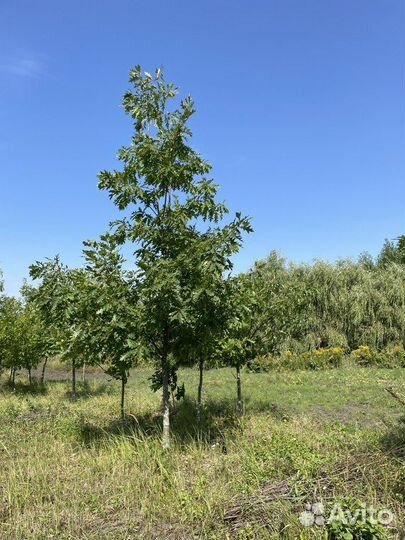 Саженцы Дуб красный Quercus rubra оптом