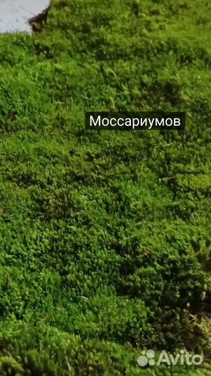 Живой мох для террариумов и стабилизации