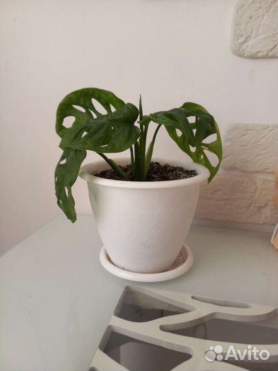 Монстера манки маск