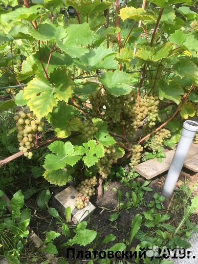 Саженцы винограда