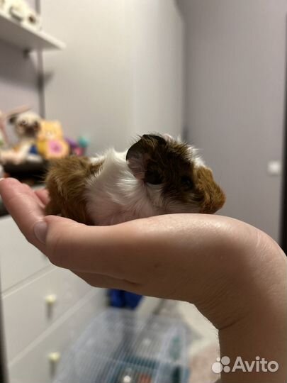 Морская свинка