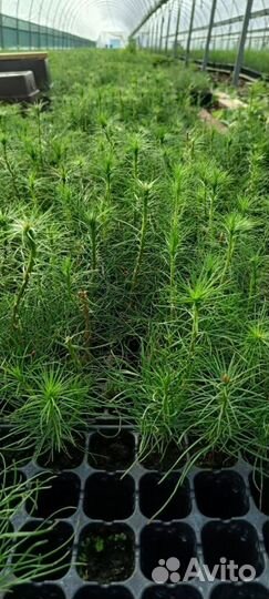 Саженцы сосны обыкновенной окс