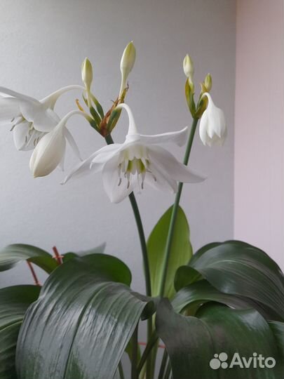 Эухарис амазонская лилия