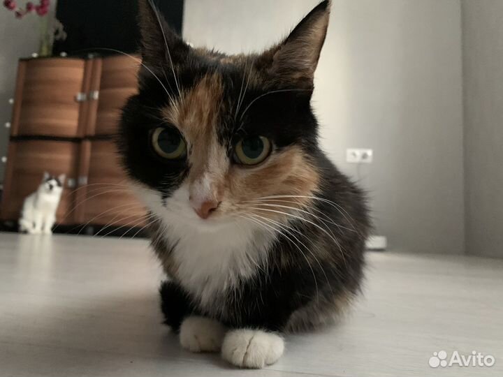 Кошка в дар